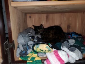 Gizmo took up residence in Meagan's wardrobe.  She had enough of the cold weather.