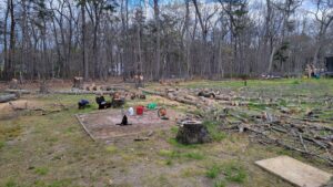 Our neighbors wanted to cut down some trees. Alan cut them down and we took the wood. Here the trees are all cut up and ready for collection. 