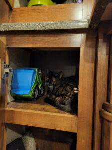 Gizmo just wants a safe space to hang out at. 