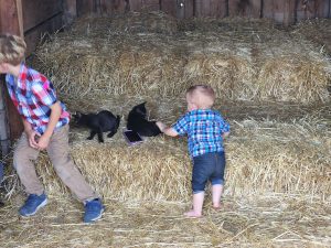 Evan and Garrett make friends with the barn cats in the stable. 