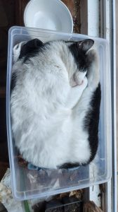 Back home, Gambit was quite ready to take it easy! Nothing like curling up inside your favorite plastic bin!