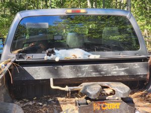 Gambit finds the best places to lay. Here is supervising the truck which was recently used for moving firewood. 