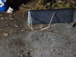 Neat stick bug Alan found on the trailer one evening when I went out to load it. 