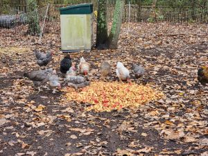 The chickens were all in on the apple pressing as well. They enjoyed the remnants and wasted no time in converting them into eggs!