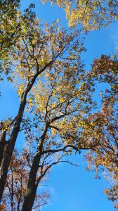 The leaves are turning colors at our old home in New Jersey. A couple shots of the trees in the yard. 