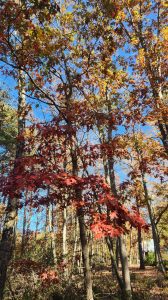 The leaves are turning colors at our old home in New Jersey. A couple shots of the trees in the yard. 