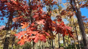 The leaves are turning colors at our old home in New Jersey. A couple shots of the trees in the yard. 